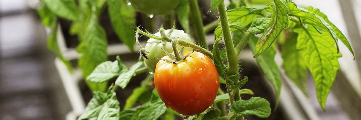 tomates en tu huerto urbano